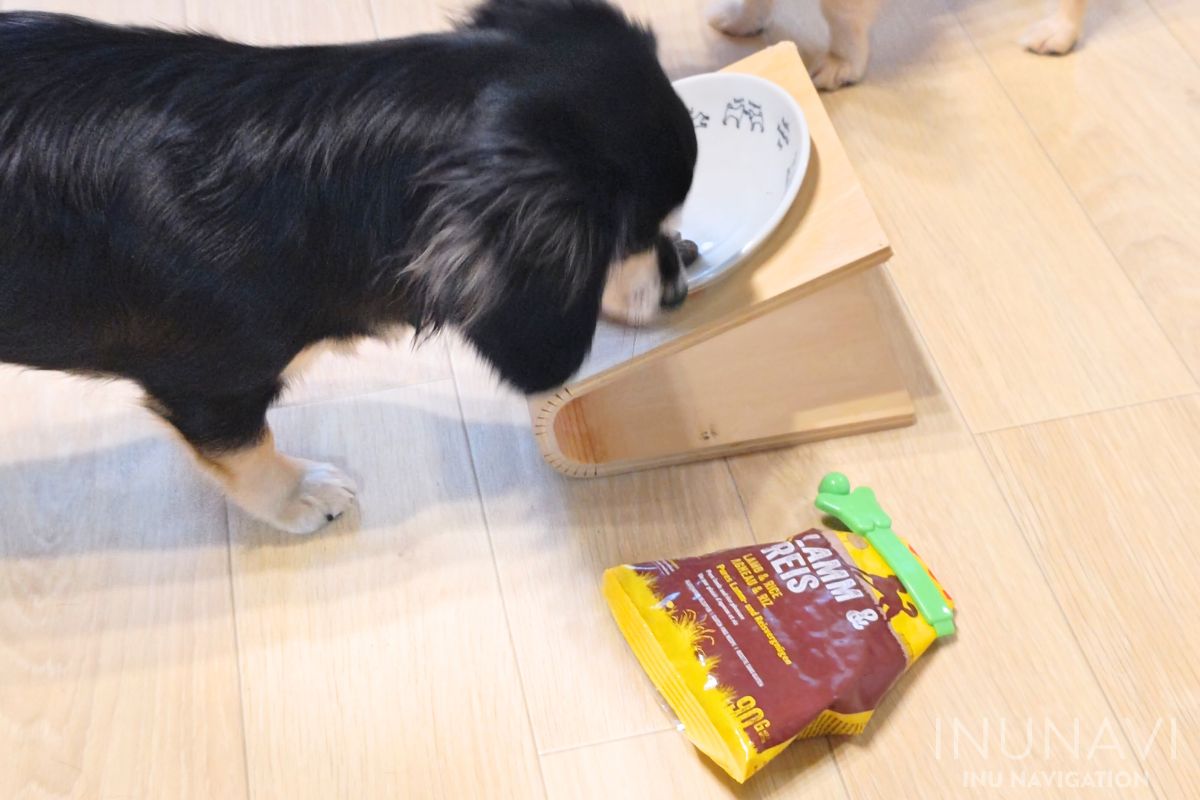 ジョセラ　ドッグフード ラム＆ライスを食べる愛犬 (4)